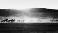 Horses in Dust and Sunset Silhouette Royalty Free Stock Photo