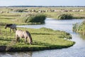 Horses in Dutch national park Oostvaardersplassen Royalty Free Stock Photo