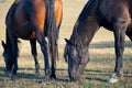 Horses eat grass in a clearing Royalty Free Stock Photo