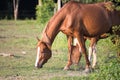 Horses