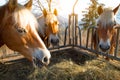 Horses eat grass Royalty Free Stock Photo