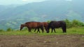 Horses eat grass on the mountain in the Carpathians