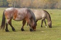 Horses eat grass in the pasture Royalty Free Stock Photo