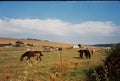 Horses eat grass on a summer day under a clear sky Royalty Free Stock Photo