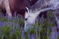 Horses eat a grass Royalty Free Stock Photo