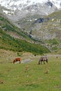 Horses eat grass in the valley of La Larri in Ordesa Royalty Free Stock Photo