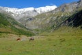 Horses eat grass in the valley of La Larri