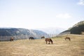 Horses eating in the field with the Pyrenees mountains in background, brown horses grazing in the mountains Royalty Free Stock Photo