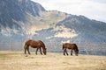 Horses eating in the field with the Pyrenees mountains in background, brown horses grazing Royalty Free Stock Photo