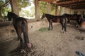 Horses Eating Food In Horse Farm