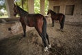 Horses Eating Food In Horse Farm