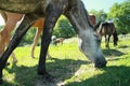 Horses eating grass