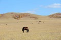 Horses eating grass in autumn prairie Royalty Free Stock Photo