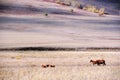 Horses eating grass in autumn prairie Royalty Free Stock Photo