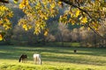 Horses eating grass on a green meadow in autumn Royalty Free Stock Photo