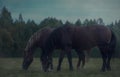 Horses eating grass in pasture Royalty Free Stock Photo
