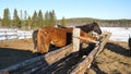 Horses eating grass. Well-groomed beautiful strong horse chewing hay