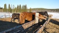 Horses eating grass. Well-groomed beautiful strong horse chewing hay