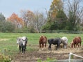 Horses eating hay. Royalty Free Stock Photo