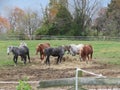 Horses eating hay for lunch Royalty Free Stock Photo