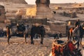 Horses of Egypt