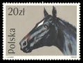 Horses, English Thoroughbred