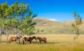 Horses enjoying the shade-Easter Island