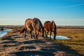 Horses enyoing time together