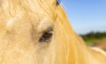 Close Up Photo Of Horses Eye Beautiful Palomino