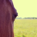 A Horses Eye Royalty Free Stock Photo