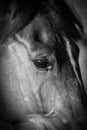 Horses Eye Royalty Free Stock Photo