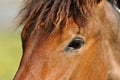 Horses eye Royalty Free Stock Photo