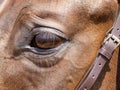 Horses face close up on eyes Royalty Free Stock Photo