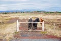 Horses on a fakr in Iceland on autumn day