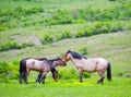 Horses family Royalty Free Stock Photo