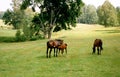 Horses family. Royalty Free Stock Photo