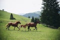 Horses family in the green scenery running through the valley