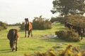 Horses family in the mountain