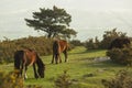 Horses family in the mountain