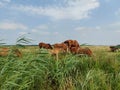 Horses family relaxing