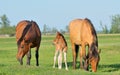 Horses family in spring time