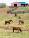 Horses on farm Royalty Free Stock Photo