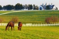 Horses on the Farm Royalty Free Stock Photo