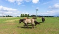 Horses. farm animals on meadow blue sky