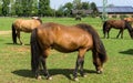 Horses. farm animals on meadow