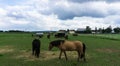 Horses. farm animals on meadow view wallpaper