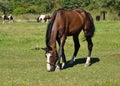 Horses on a farm in the autumn meadow Royalty Free Stock Photo