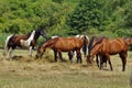 Horses on a farm in the autumn meadow Royalty Free Stock Photo