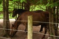 Horses on a farm behind a fence Royalty Free Stock Photo