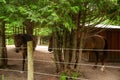 Horses on a farm behind a fence Royalty Free Stock Photo